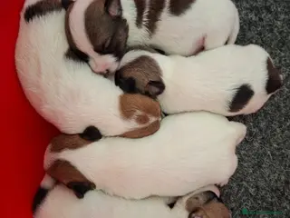 Jack Russell Terrier perros Jack Russell - Anuncio 1