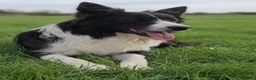 Raza Mixta perros en venta: Mini bordercollie o borderpom  - Anuncio 2