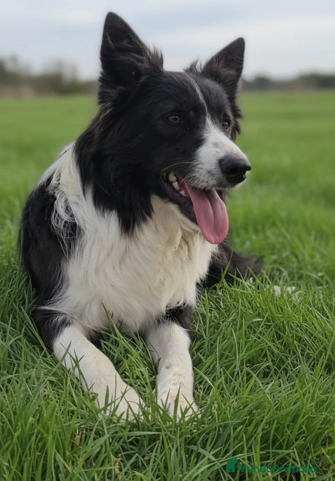 Raza Mixta perros en venta: Mini bordercollie o borderpom  - Anuncio 2
