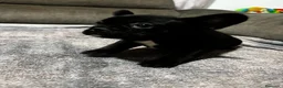 Bulldog Francés perros en venta: Cachorros de bulldog Francés  - Anuncio 8