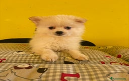 Pomerania perros en venta: Pomerania machos - Imagen 1