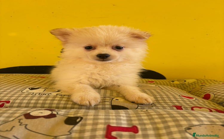 Pomerania perros - Anuncio 8