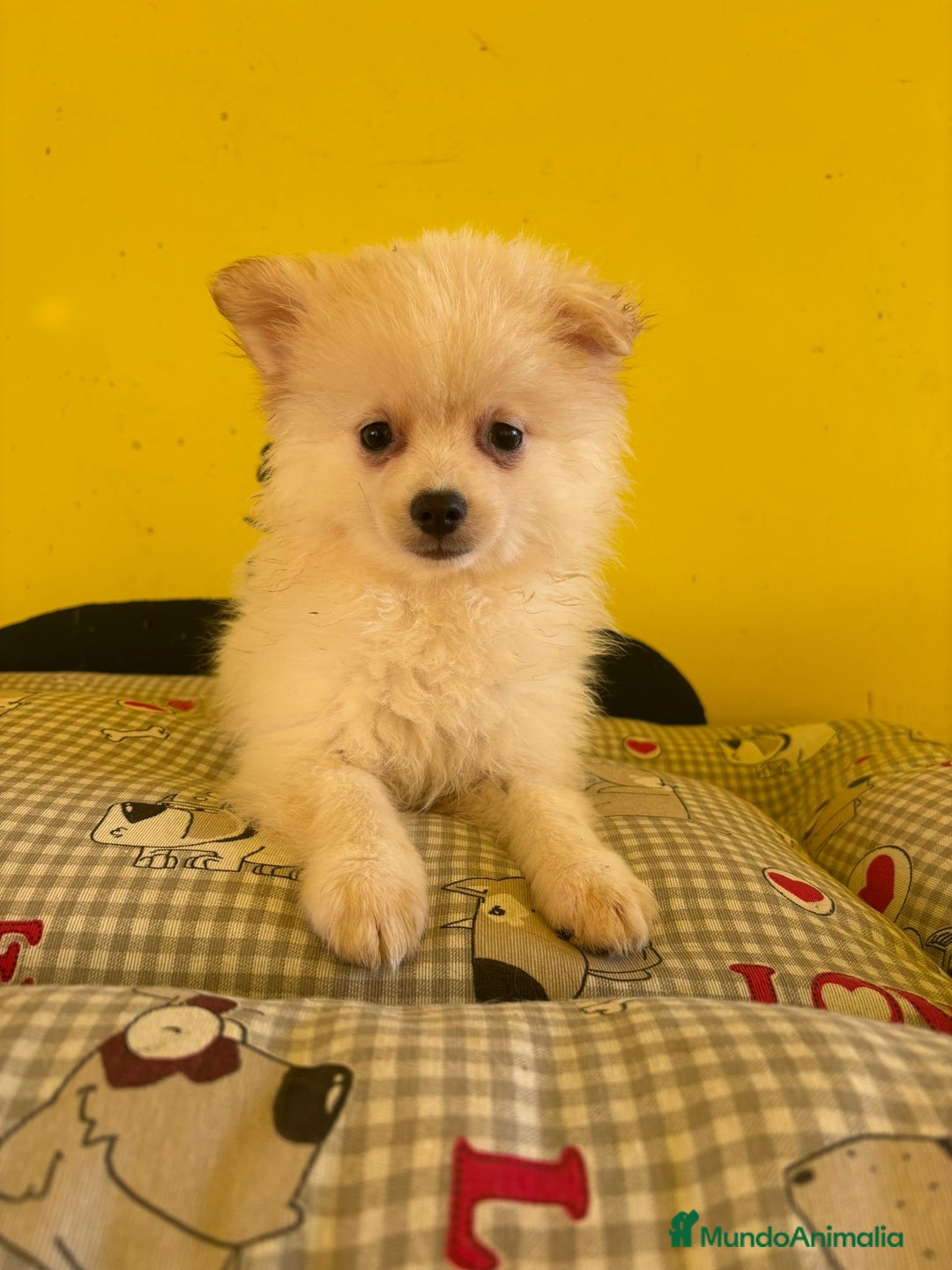 Pomerania perros en venta: Pomerania machos - Imagen 1