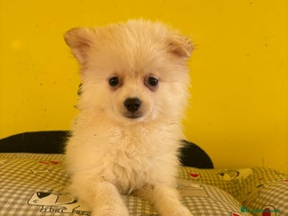 Pomerania perros - Anuncio 24