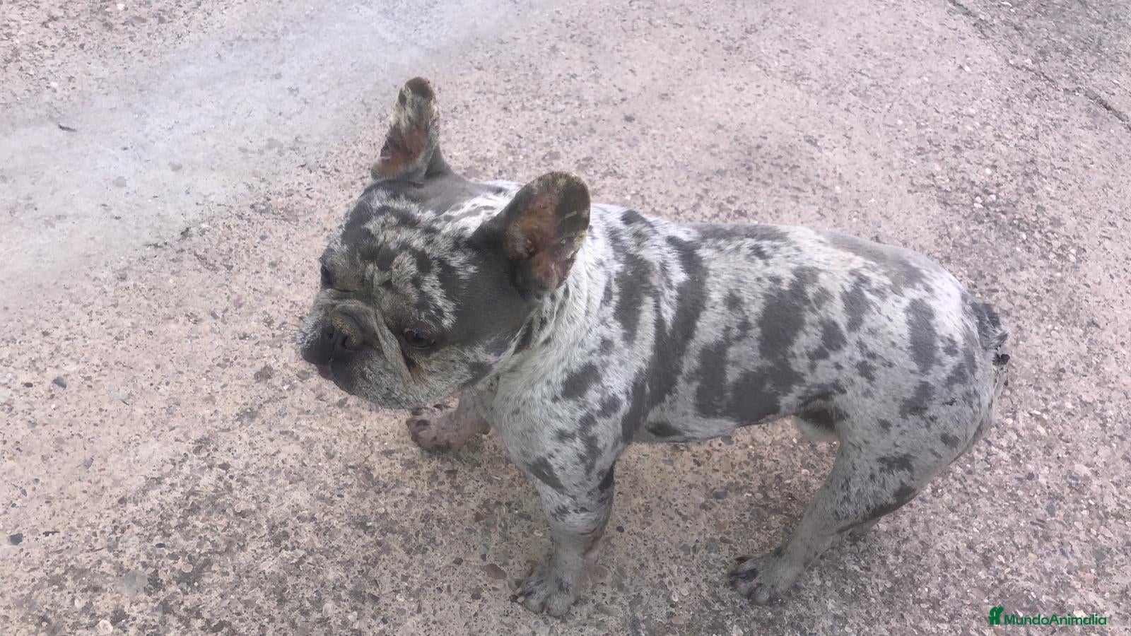Bulldog Francés perros Macho merlé blue - Anuncio 1