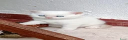 Británico de Pelo Corto gatos en venta: BRITISH SHORTAIR camada de gatitos y gatitas - Anuncio 1