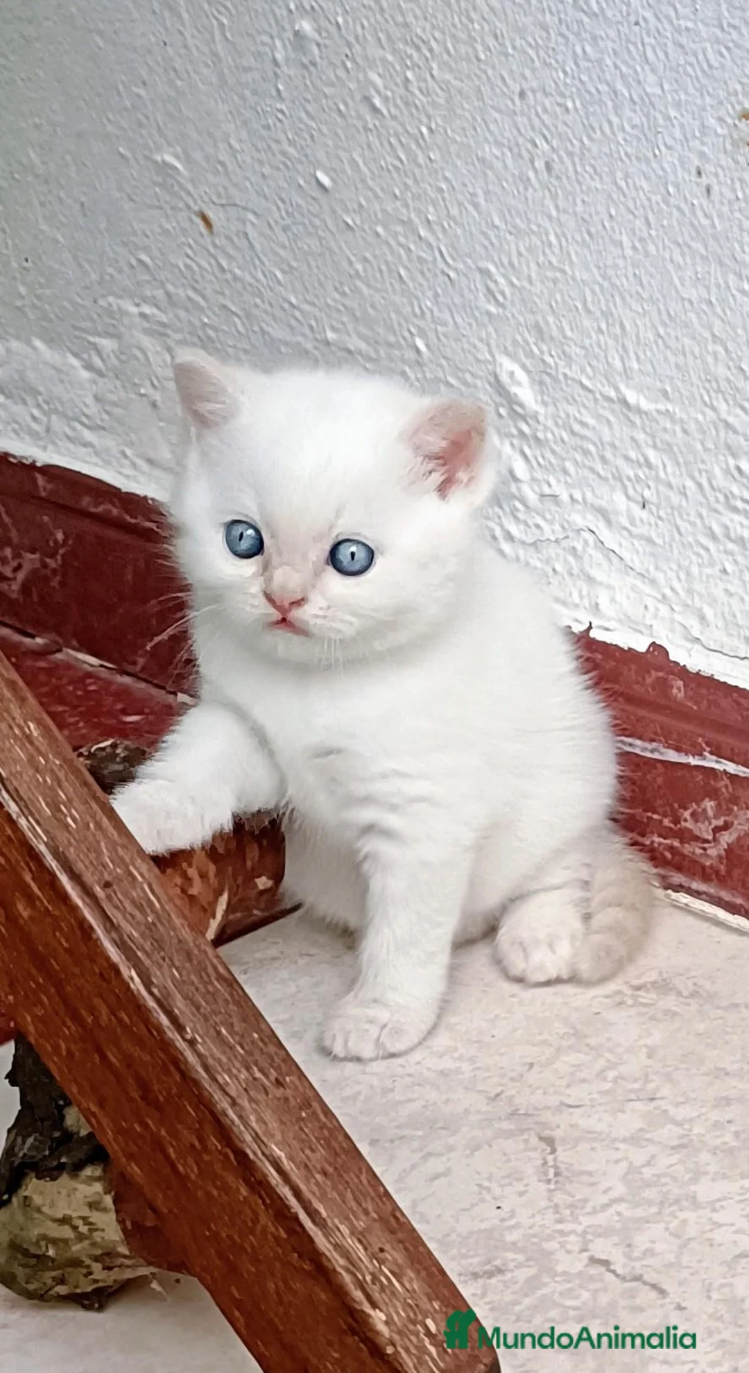 Británico de Pelo Corto gatos en venta: BRITISH SHORTAIR camada de gatitos y gatitas - Anuncio 1