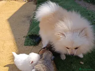 Pomerania perros Pomerania toy - Anuncio 1
