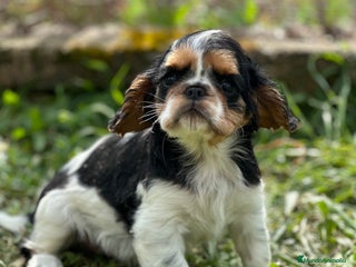 King Charles Spaniel perros en Barcelona - Anuncio 4