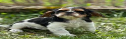 King Charles Spaniel perros en venta: KING CHARLES SPANIEL TRICOLOR MACHO en Barcelona - Anuncio 1