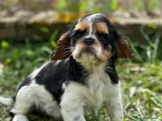 King Charles Spaniel perros KING CHARLES SPANIEL TRICOLOR MACHO en Barcelona - Anuncio 5