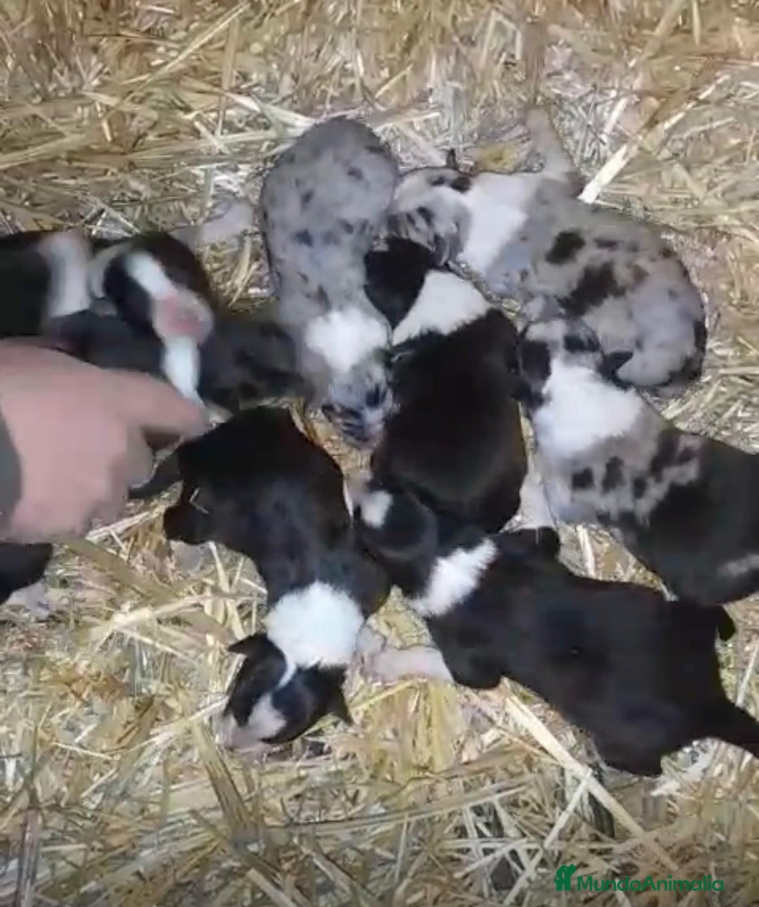 Border Collie perros en venta: Border collie nueva camada  - Anuncio 2