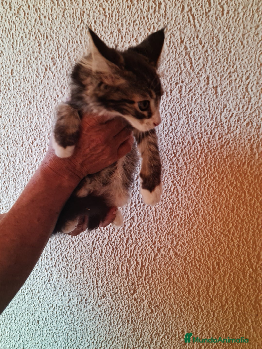 Maine Coon gatos en venta: Maine coom - Imagen 4