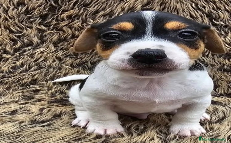 Jack Russell Terrier perros - Anuncio 7