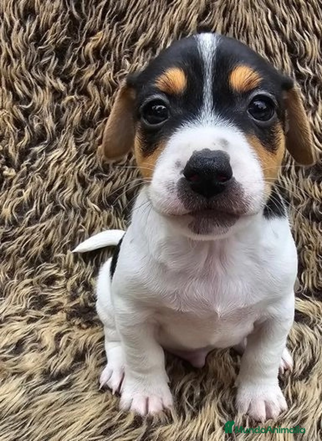 Jack Russell Terrier perros en venta: Adorable cachorrito de Jack Russell - Imagen 1
