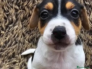 Jack Russell Terrier perros - Anuncio 35