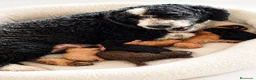 Perro de Agua Español perros en venta: CAMADA PERRO DE AGUA ESPAÑOL CALIDAD - Anuncio 2