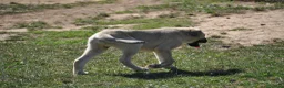 Mastín Español perros en venta: Mastín Español Autóctono ganadero - Anuncio 4