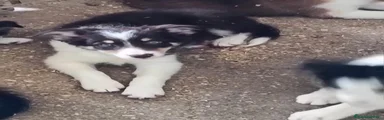 Border Collie 1