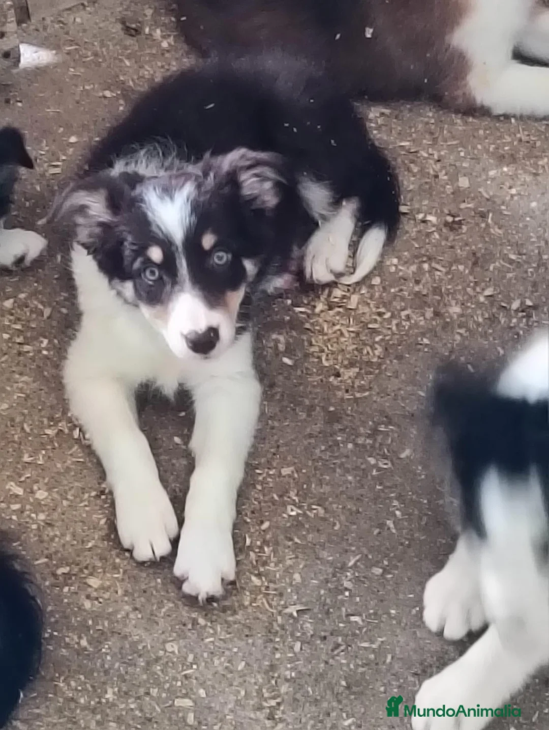 Border Collie perros en venta: Boder collie camada 4 - Anuncio 4
