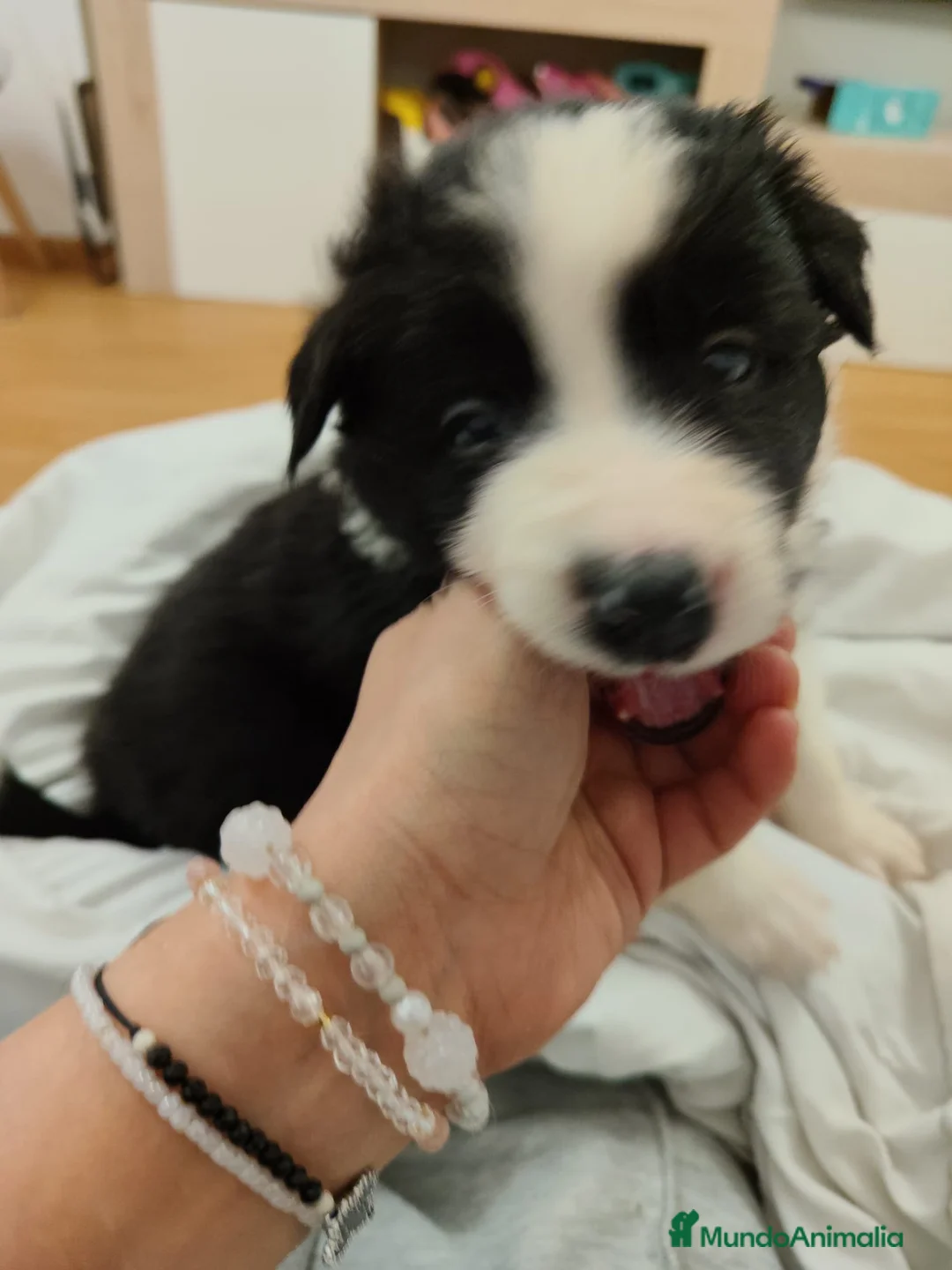 Border Collie perros en venta: Cachorros de Border Collie machos y hembras - Anuncio 6