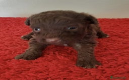 Perro de Agua Español perros en venta: Cachorro perro de aguas - Imagen 3