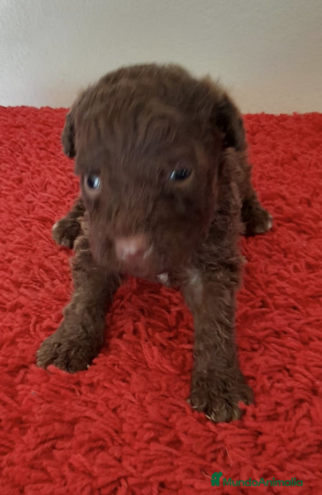 Perro de Agua Español perros en venta: Cachorro perro de aguas - Imagen 3