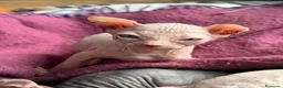 Sphynx gatos en venta: Sphynx blancos y bicolor - Anuncio 19