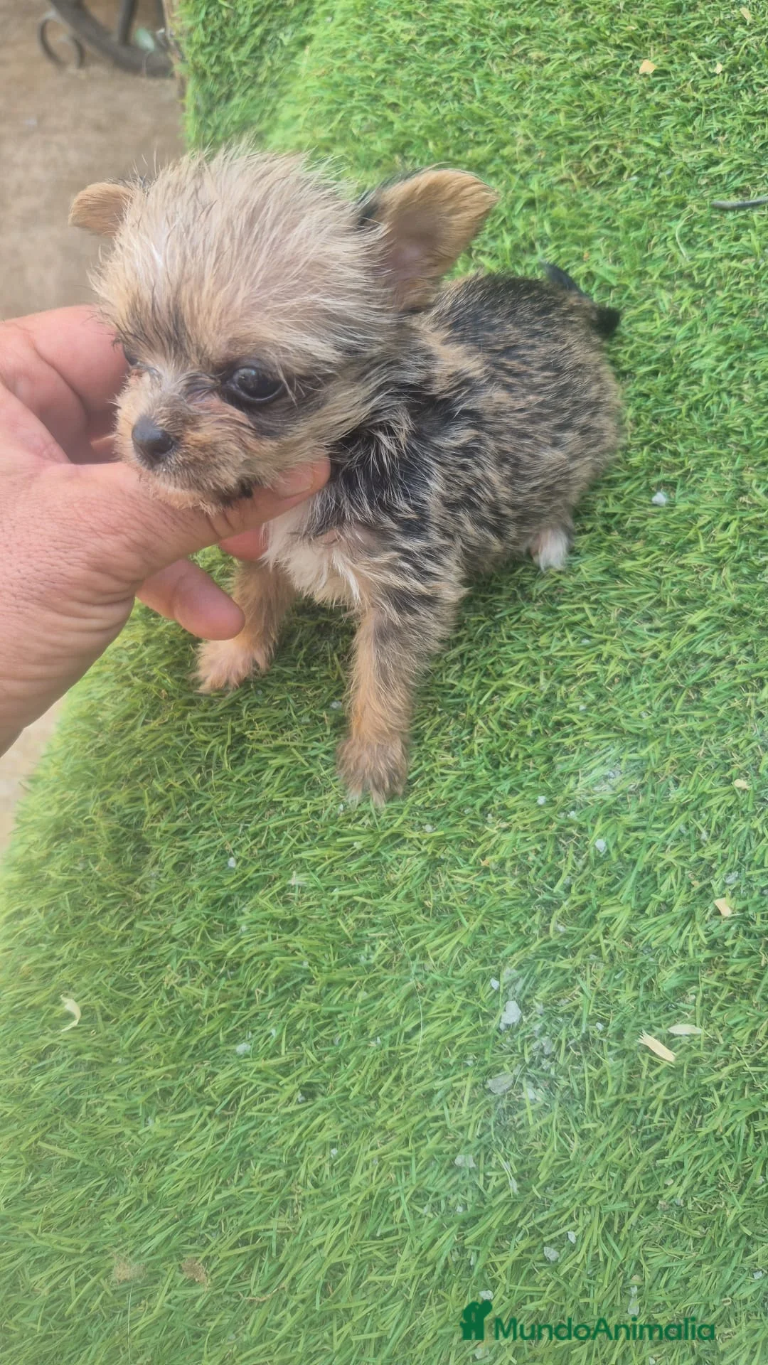 Raza Mixta perros en venta: Chorkie  - Anuncio 2