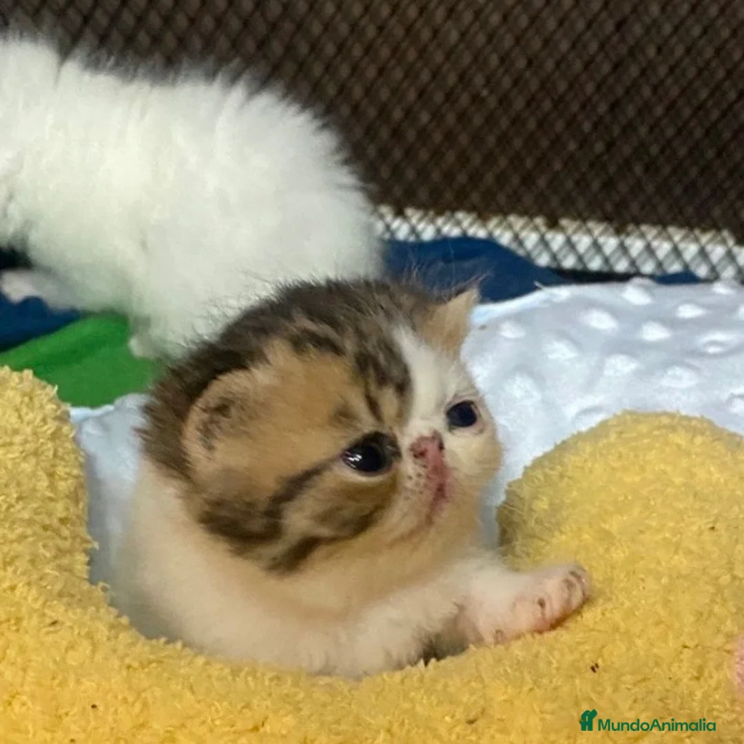 Persa gatos en venta: Persa Exótico  - Anuncio 2