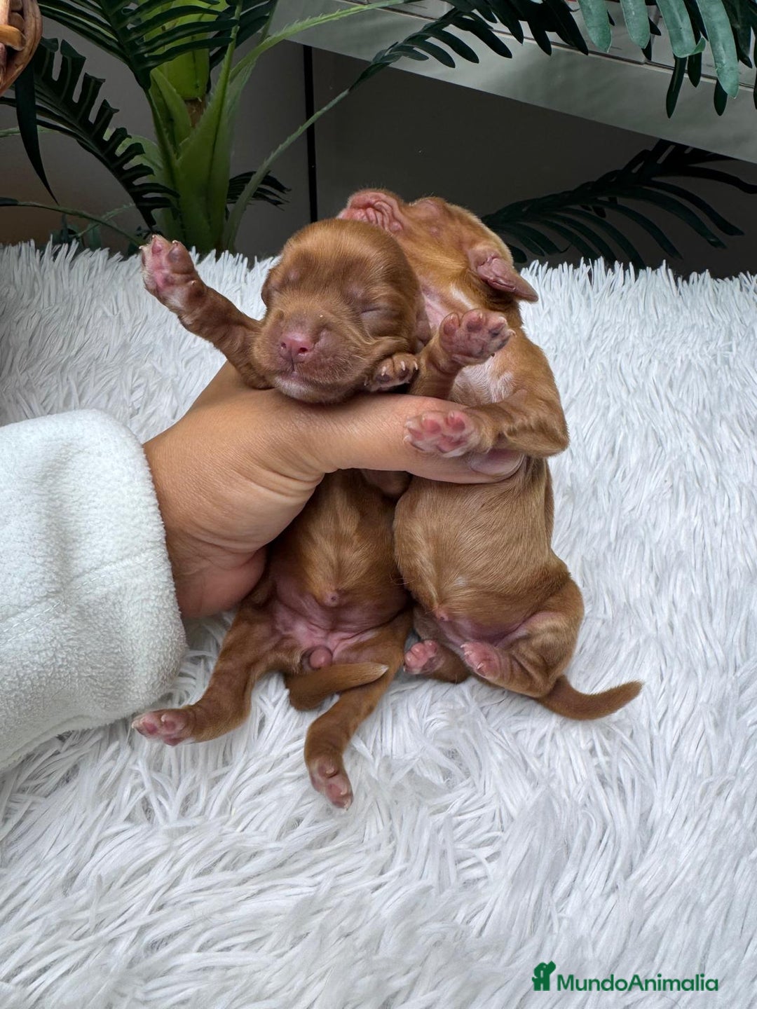 Cocker Spaniel Inglés perros en venta: COCKER SPANIEL INGLES - Anuncio 7