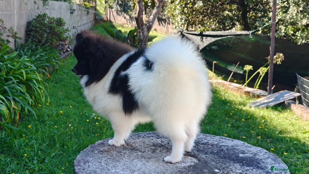 Pomerania perros en venta: Lulu de pomerania  - Imagen 10
