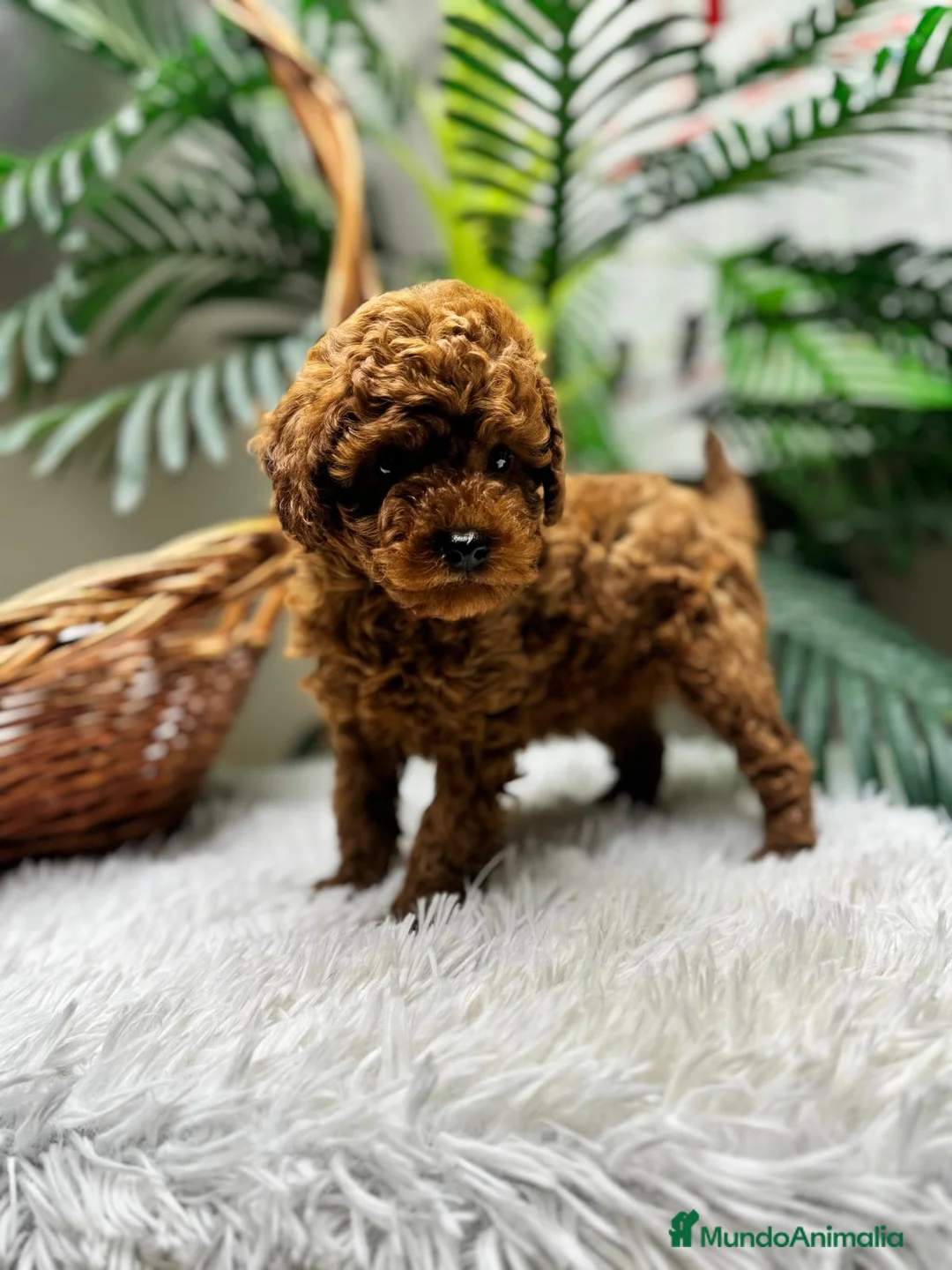 Caniche Toy perros en venta: CANICHE TOY-CACHORRO LISTO PARA ENTREGAR - Anuncio 9