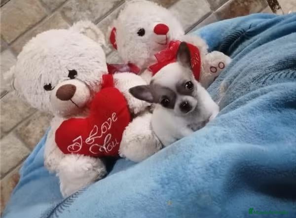 Chihuahua perros CACHORROS CHIHUAHUA - Anuncio 1