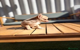 Chihuahua perros en venta: Chihuahua Toy Rusos - Imagen 13