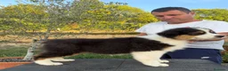 Pastor Australiano perros en venta:  Bahia de Txingudi Pastor Australiano  - Anuncio 5