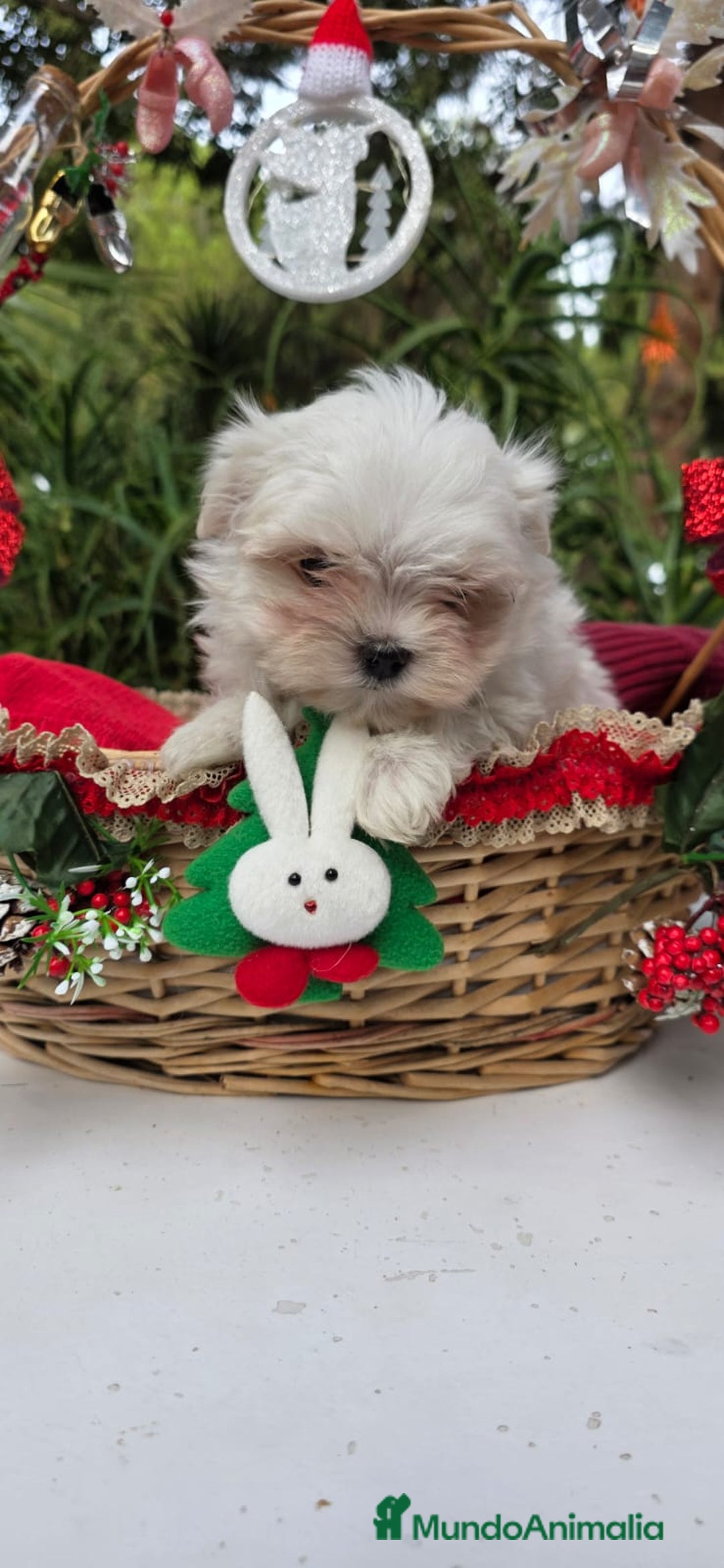 Bichón Maltés perros en venta: Bichon Maltés línea coreana - Anuncio 4