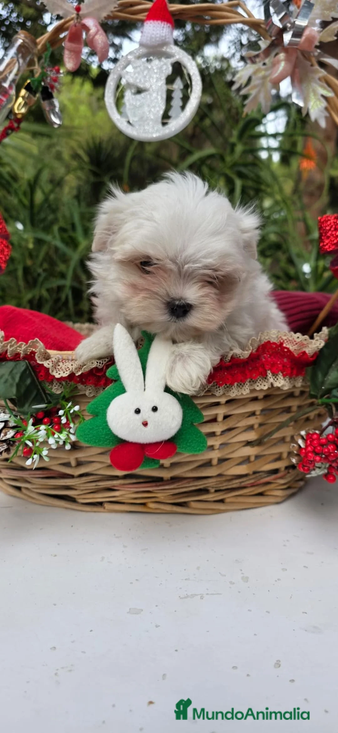 Bichón Maltés perros en venta: Bichon Maltés línea coreana - Anuncio 4