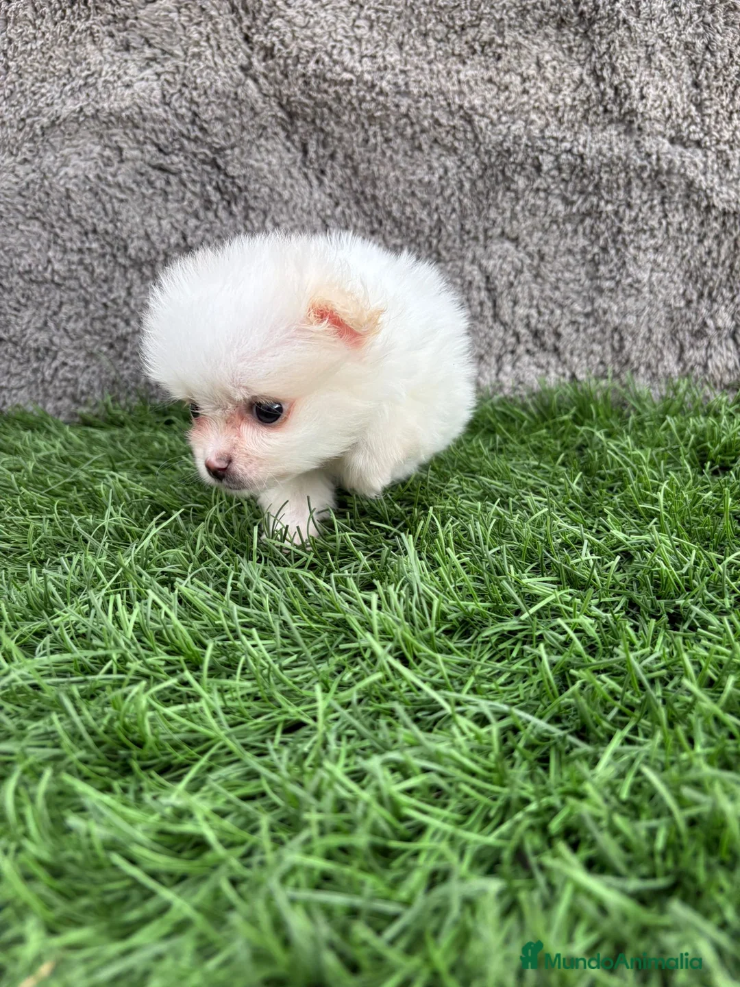 Pomerania perros en venta: Hembra mini toy lulu Pomerania blanca naranja  - Anuncio 3