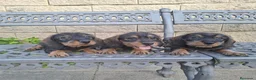 Teckel perros en venta: Teckel Standard Pelo Duro  - Anuncio 4