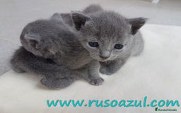 Azul Ruso gatos en venta: Azul Ruso disponibles - Anuncio 7