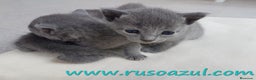Azul Ruso gatos en venta: Azul Ruso disponibles - Anuncio 5