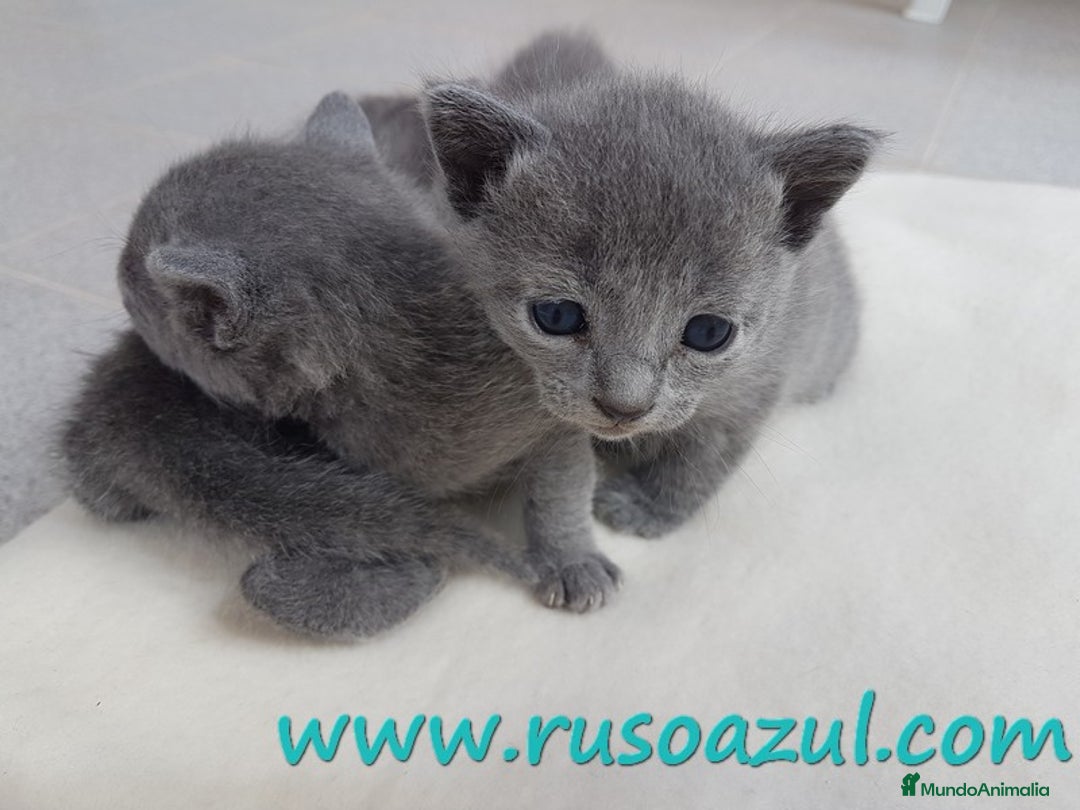 Azul Ruso gatos en venta: Azul Ruso disponibles - Anuncio 7
