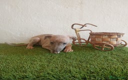 Pequeño Lebrel Italiano perros en venta: Piccolo italiano  - Imagen 9