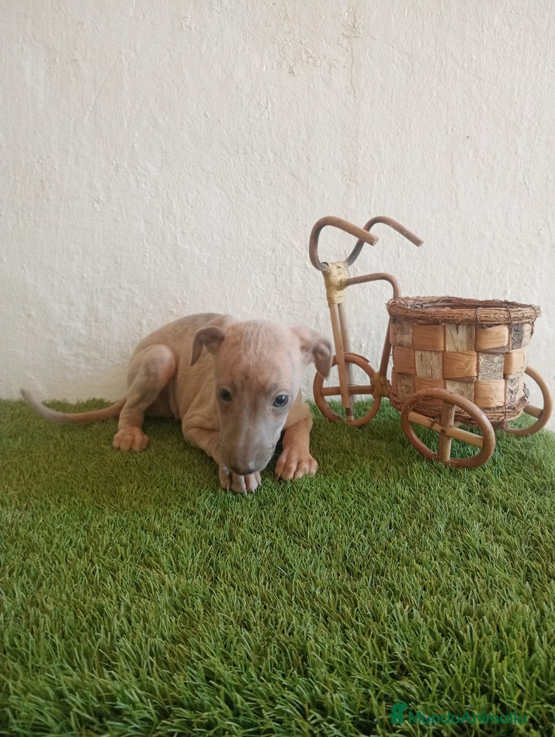 Pequeño Lebrel Italiano perros en venta: Piccolo italiano  - Imagen 9