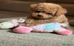Maltipoo perros en venta: Maltipoo precisa y diminuta !!! - Imagen 8