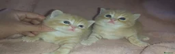 Británico de Pelo Corto gatos en venta: OFERTA POR TIEMPO LIMITADO. 2 gatitos britanicos - Anuncio 6