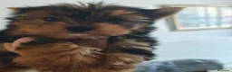 Yorkshire Terrier perros en venta: Yorkshire terrier machos  - Anuncio 2