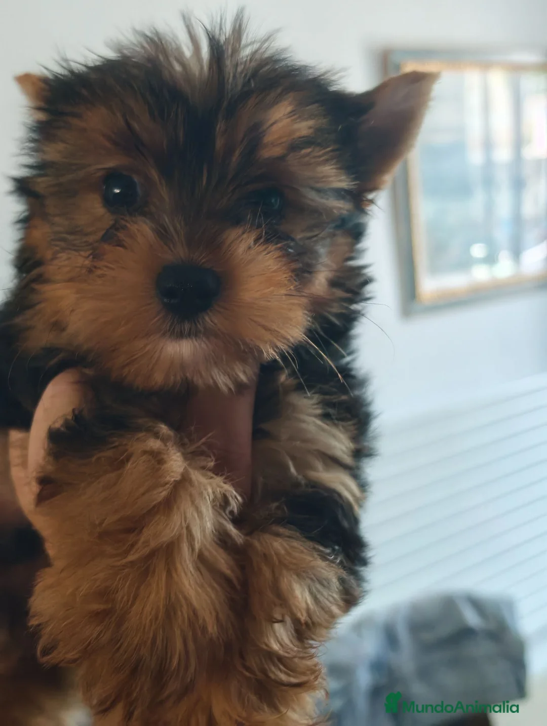 Yorkshire Terrier perros en venta: Yorkshire terrier machos  - Anuncio 2