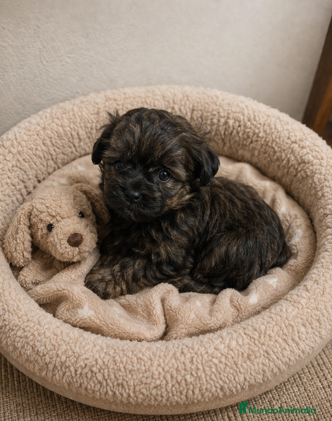 Caniche Toy perros CANICHE TOY HEMBRA ATIGRADA 🤎🐩 - Anuncio 2